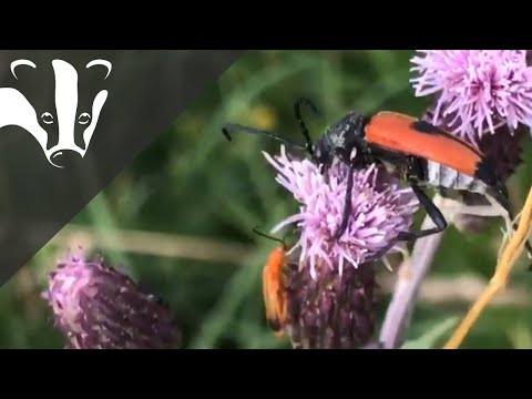The Essex Coastal Challenge - Oliver Road Lagoons