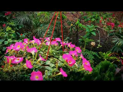 Sorry Dipannita 🌸❤️‍🩹