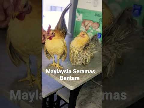 Unboxing Maylaysia Seramas Bantam #Maylaysia #seramas #chickens #chicks #bantam #poultry #pets