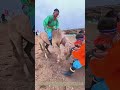 Taming the Wild: How Herders Turn a Feral Horse Into a Companion