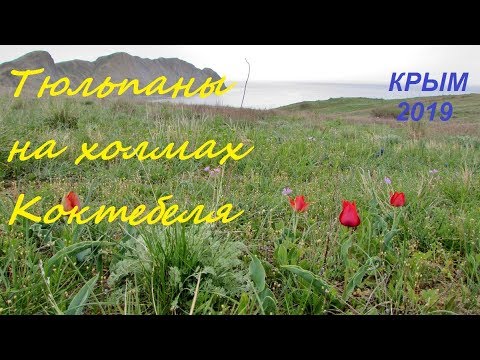 Дикие тюльпаны в Крыму, Коктебель 2019. Холмы, море, апрель