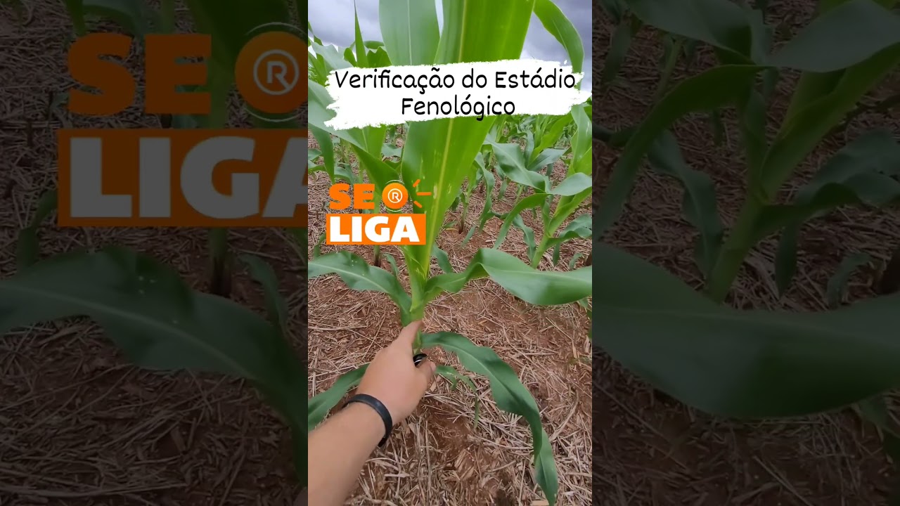 VERIFICAÇÃO DO ESTÁDIO FENOLÓGICO NA CULTURA DO MILHO - #agro #agriculture #milho