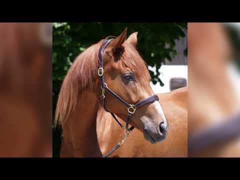 Okas Monty von Mount Etna xx - EH Connery - Heraldik geb. Mai 2021