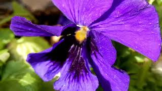 Frühlingserwachen der Hummeln