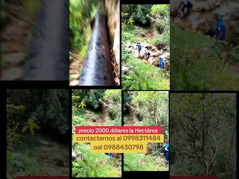 #hermosa#finca en venta en #pimampiro#viral imbabura Ecuador