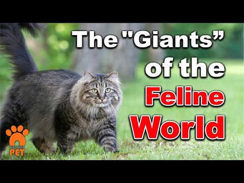 Las razas de gatos más grandes del mundo