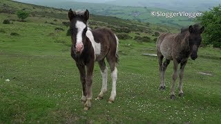 Dartmoor Foals