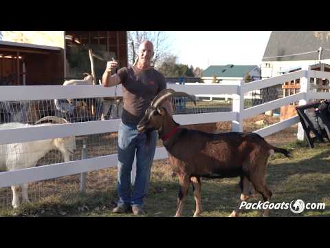 Goat Tether Product Video
