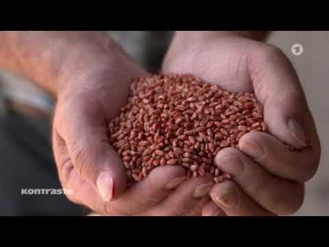 Giftige Rekordernten   Massenhaftes Artensterben durch Insektizide in der Landwirtschaft