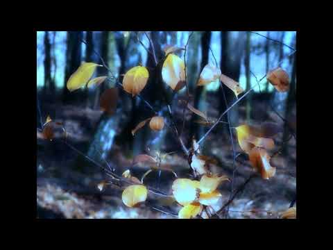 Rafał Nalazek   Głos rozsądku