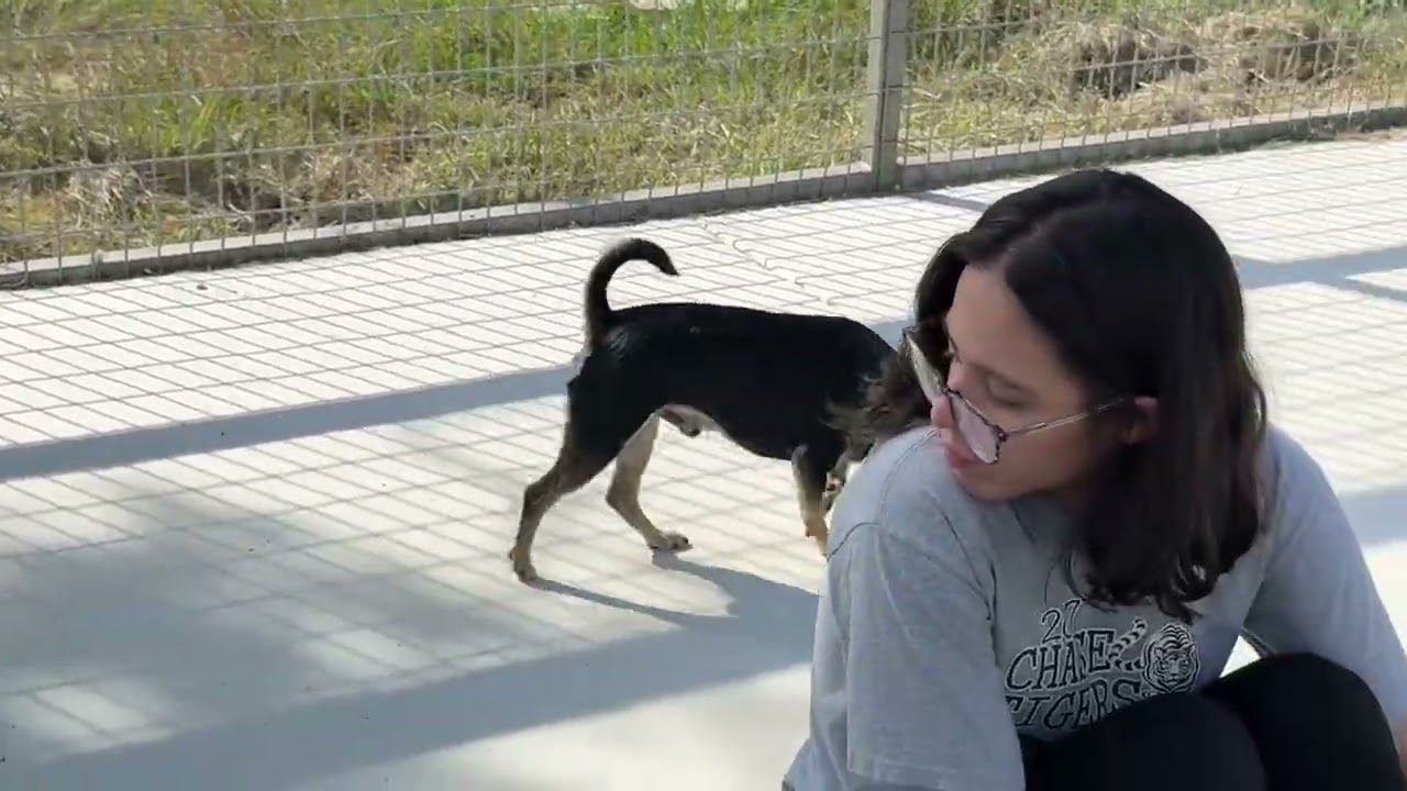 Enlarge Beetle, a Adoptable mixed breed in San Antonio, TX video 5/5