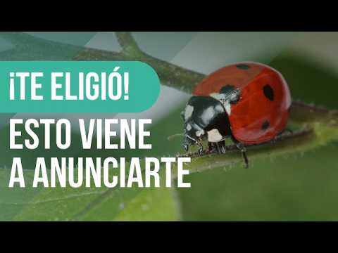 ATTENTION! 🍀 What does it mean when a LADYBUG is APPROACHING YOU? 🐞