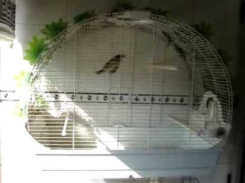 Rouxinol do Japão Fêmea