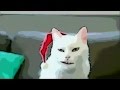 yodeling cat (cartoon version) 