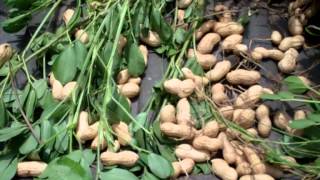 Peanuts