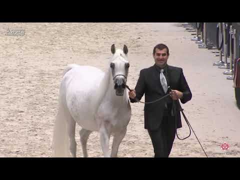 AHWC Paris 2019 - Senior Females (Class 3B)