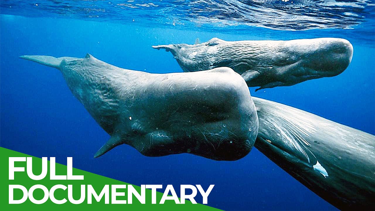 Giants of the Seas - The Mystery of the Sperm Whales | Free Documentary Nature