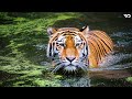 Harimau: Sang Raja Pengendali Hutan