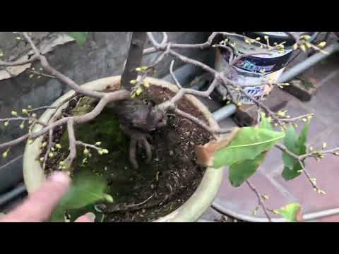 Tránh rét cho mai vàng miền Bắc