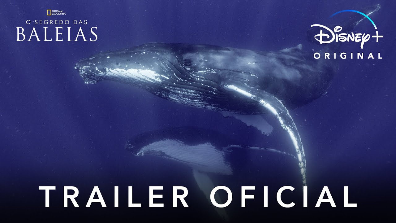 O Segredo das Baleias | Trailer Oficial | Disney+