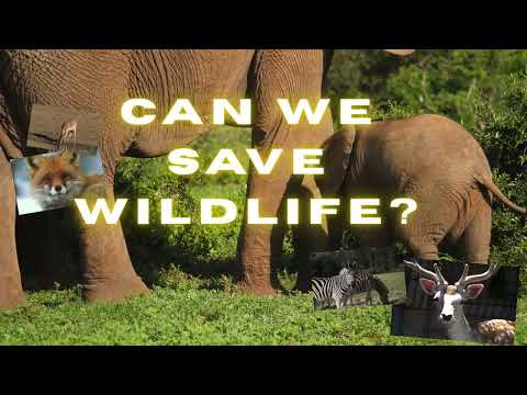 Wildlife Habitats in Danger - A2 English Listening