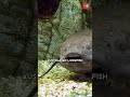 This Strange Fish Can Live For 5 Years Dry On Land! Lungfish #fish #animals #animallover