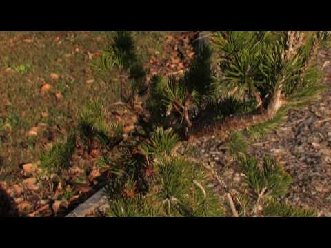 Pinus Banksiana Uncle Fogy HD