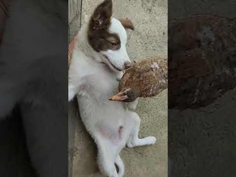 Chicken removing the tick from Puppy ❤️