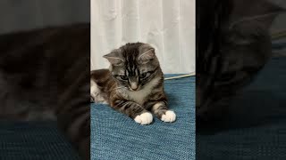 #shorts 可愛すぎる猫のイタズラ 足長マンチカン まる Munchkin cat