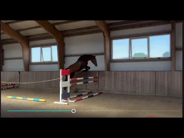 Free jump movie at home Santessina (Cantona TN x Contender).