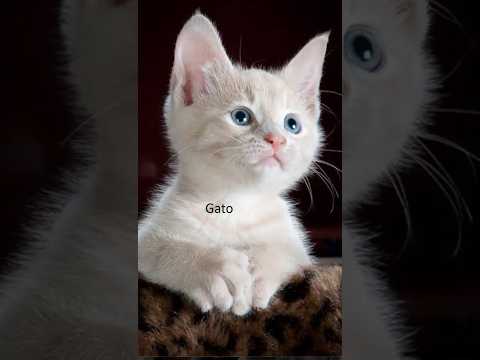 Animais com Letra A até Letra Z