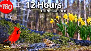 TV for Cats 😻 Best of Uninterrupted CatTV 🐦 12 Hour Compilation Mix of Birds @LensMyth