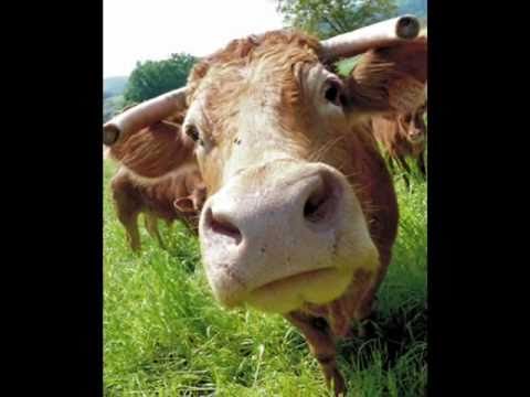 Grubson Metrowy Bu -Yhyhy 3oda