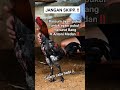Tips Pakan Ayam Puk L Ternakbangkok Ayambangkokimport Pecintaayam