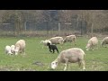 In de schaapskooi van Stad en Natuur is het altijd druk
