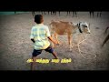Vada Maadu Jallikattu