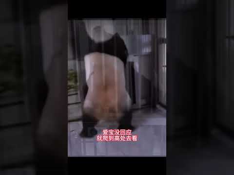乐宝最近为了三胎愁死了，每天茶不思饭不想，趴在墙上呼喊爱宝~【☁️🔍《我愿》】#好歌分享官 #我愿 #大熊猫爱宝 #大熊猫乐宝
