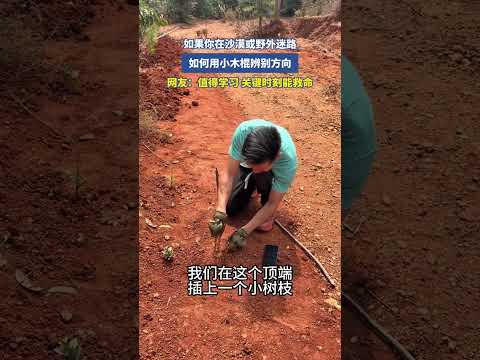 如果你在沙漠或野外迷路，如何用小木棍辨别方向，网友：值得学习，关键时刻能救命！ #万万没想到