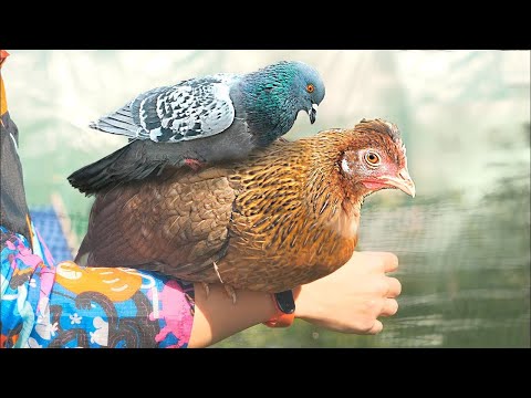 COME STA IL POLLO NEL VILLAGGIO?