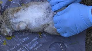 How to skin a rabbit for pelt