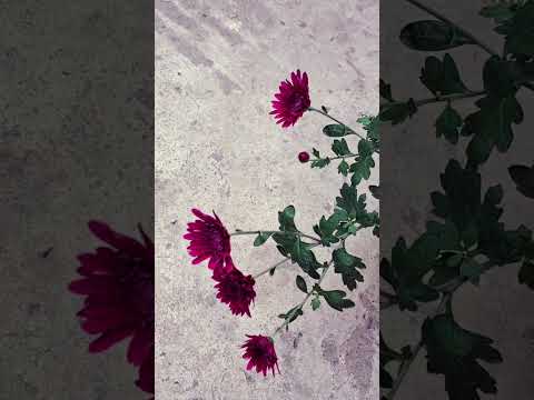 Chrysanthemums #flowers #gardening #gardeningtips