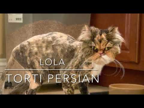 LOLA, an adopted Persian in Morton, IL_image-1