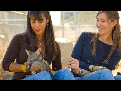 Restauração da Ilha do Canal - Parte 2 (Oeste do Oeste) Island Fox!