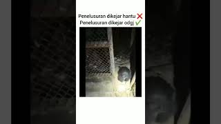 Download lagu NGAKAK 😂😂 EXPLORE TEMPAT ANGKER MALAH DIKEJAR ODGJ #viral #lucu  #odgj #explore #ujinyali mp3