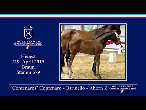 Holsteiner Elite-Fohlenauktion 2019 - Nr. 17 Contenarosv. Contenaro-Barinello