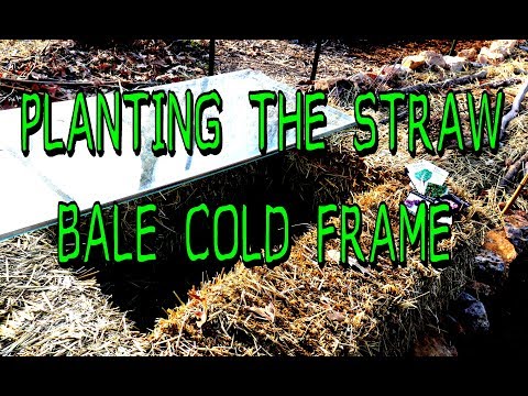 PLANTING THE STRAW BALE COLD FRAME