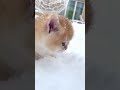 Kitten S First Snow