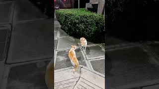 cat fight!