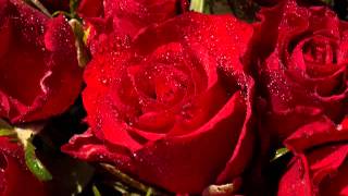 )( Fiebre Amarilla Enamorado Estoy De Ti )(