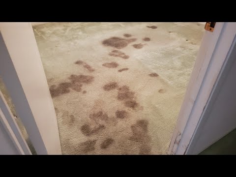 Extreme Pet Urine Carpet Cleaning ASMR